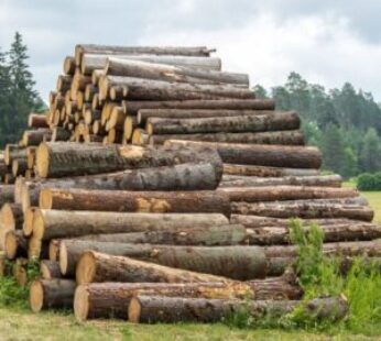 Stammholz – Fichte