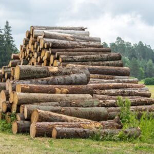 Stammholz – Fichte