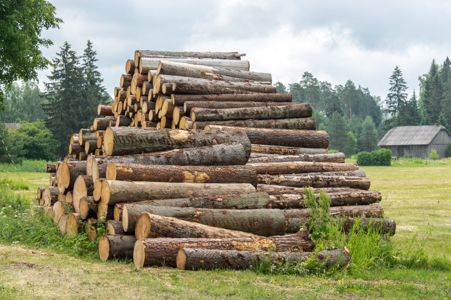 Stammholz – Fichte – Bild 3