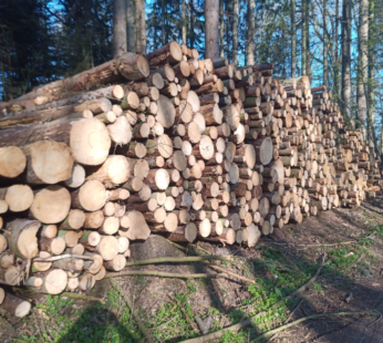 Stammholz – Nadelholz