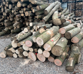 Stammholz – Hartholzmix