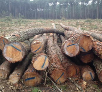 Stammholz – Kiefer