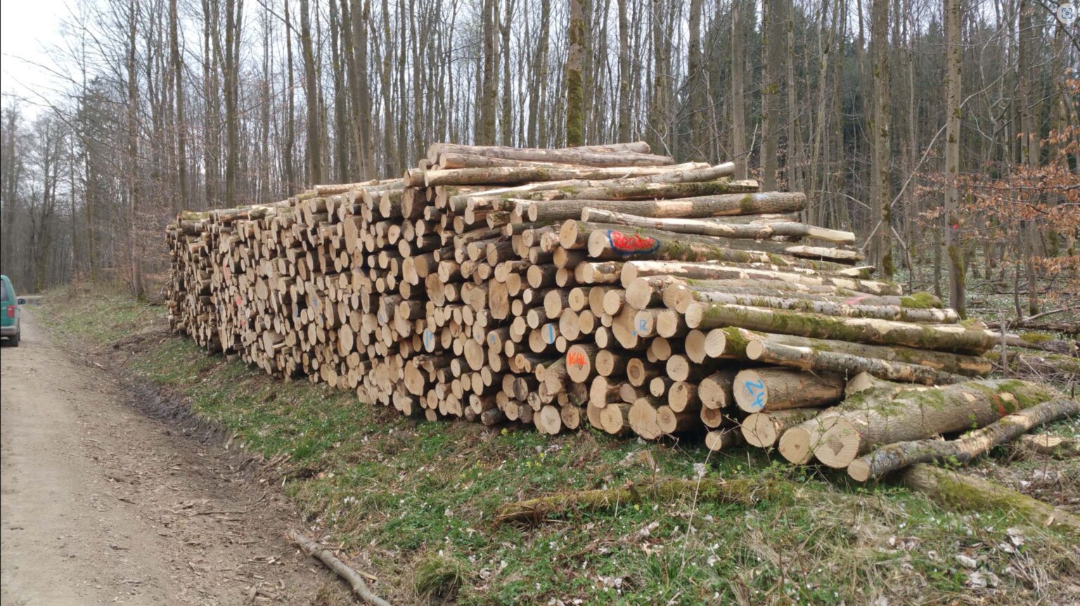 Stammholz – Esche – Bild 2