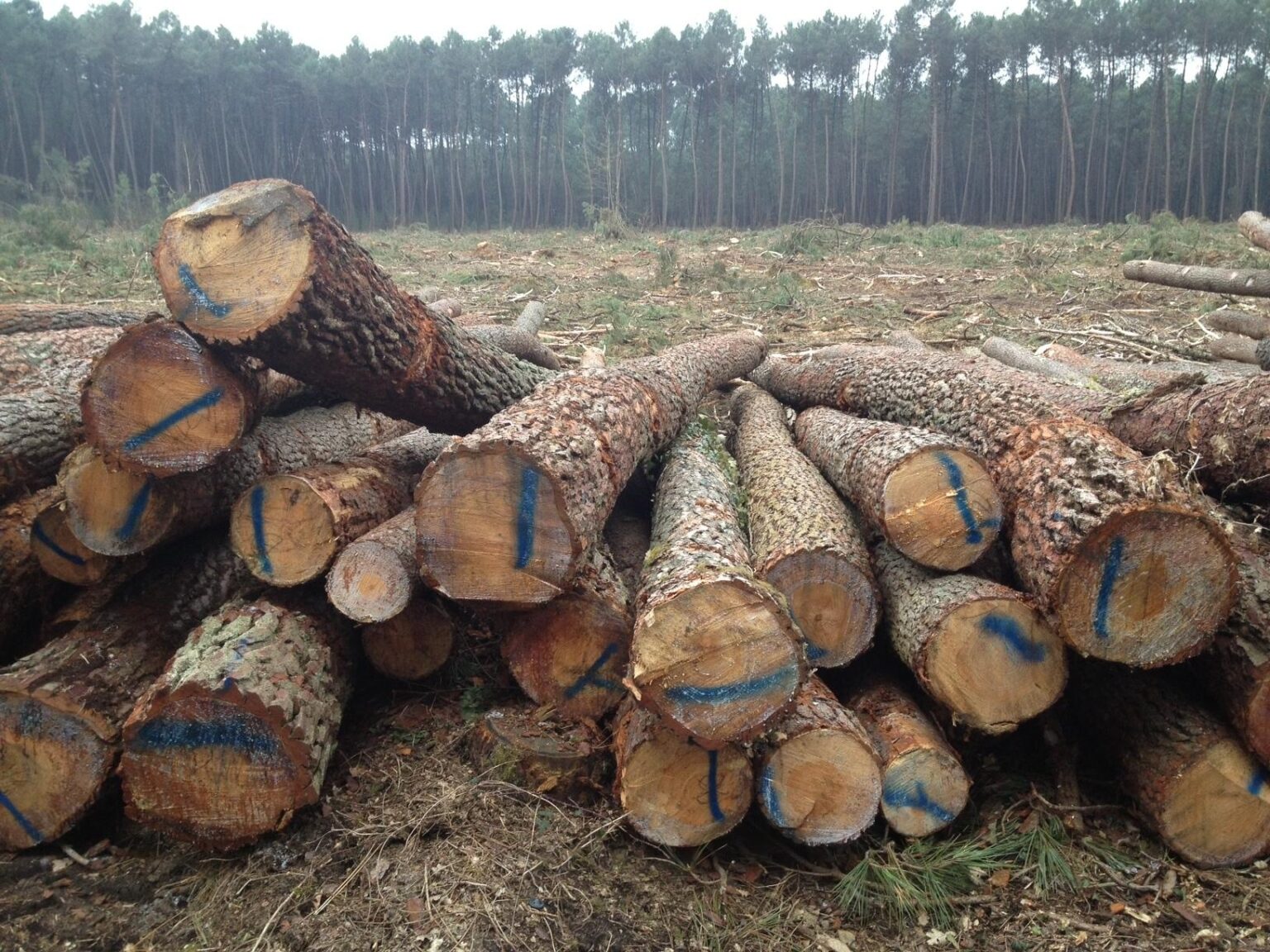Stammholz – Kiefer – Bild 4