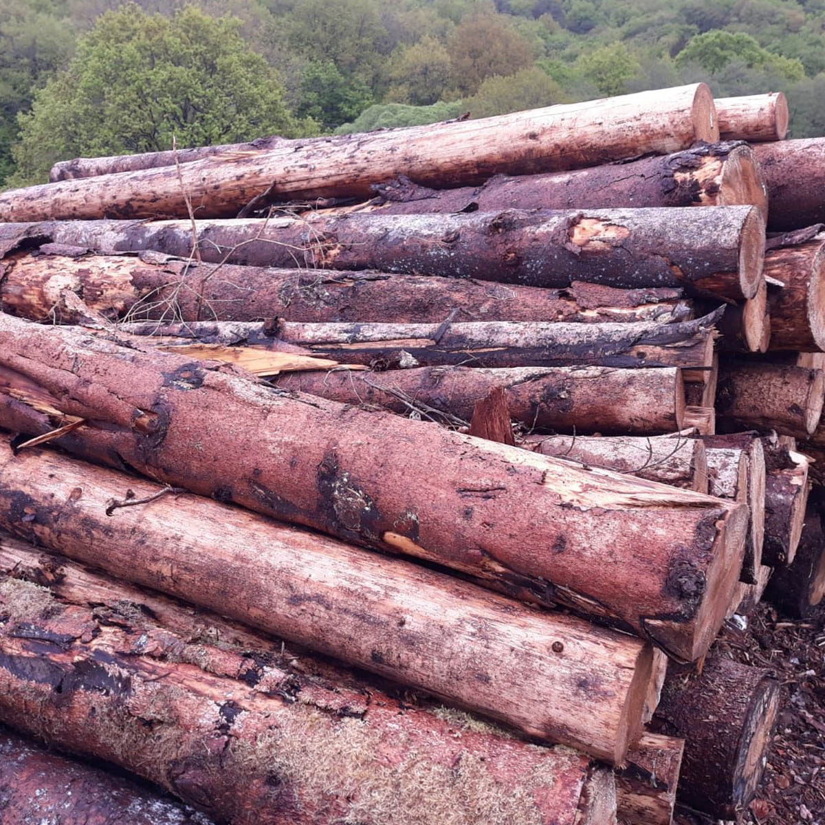 Stammholz – Fichte – Bild 2